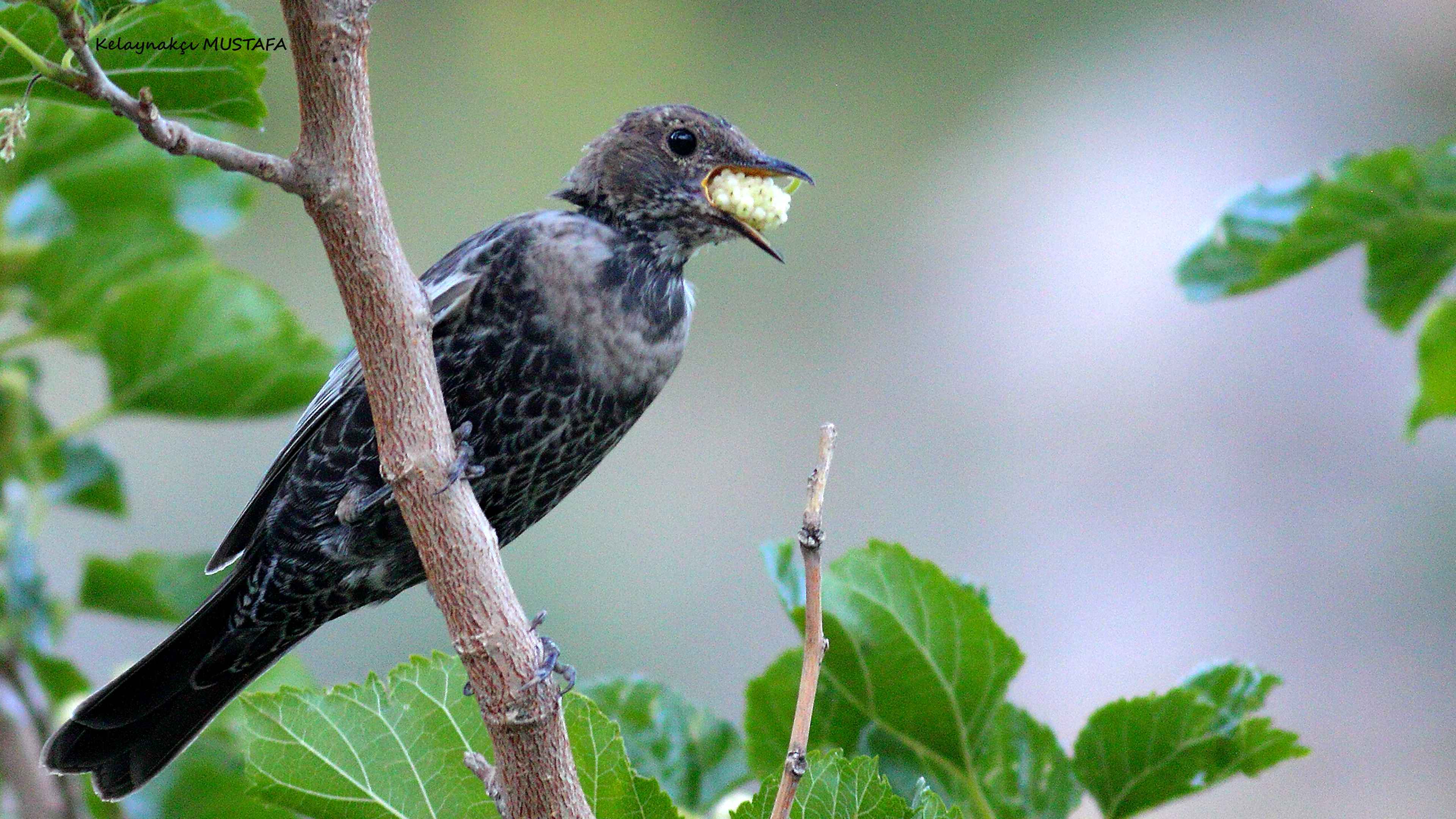 Ring Ouzel